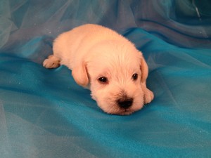 Male Schnoodle Puppy for sale #1 Born 1-25-13|Schnoodle Puppies for sale at lower Prices than Most Schnoodle Breeders in Pennsylvania